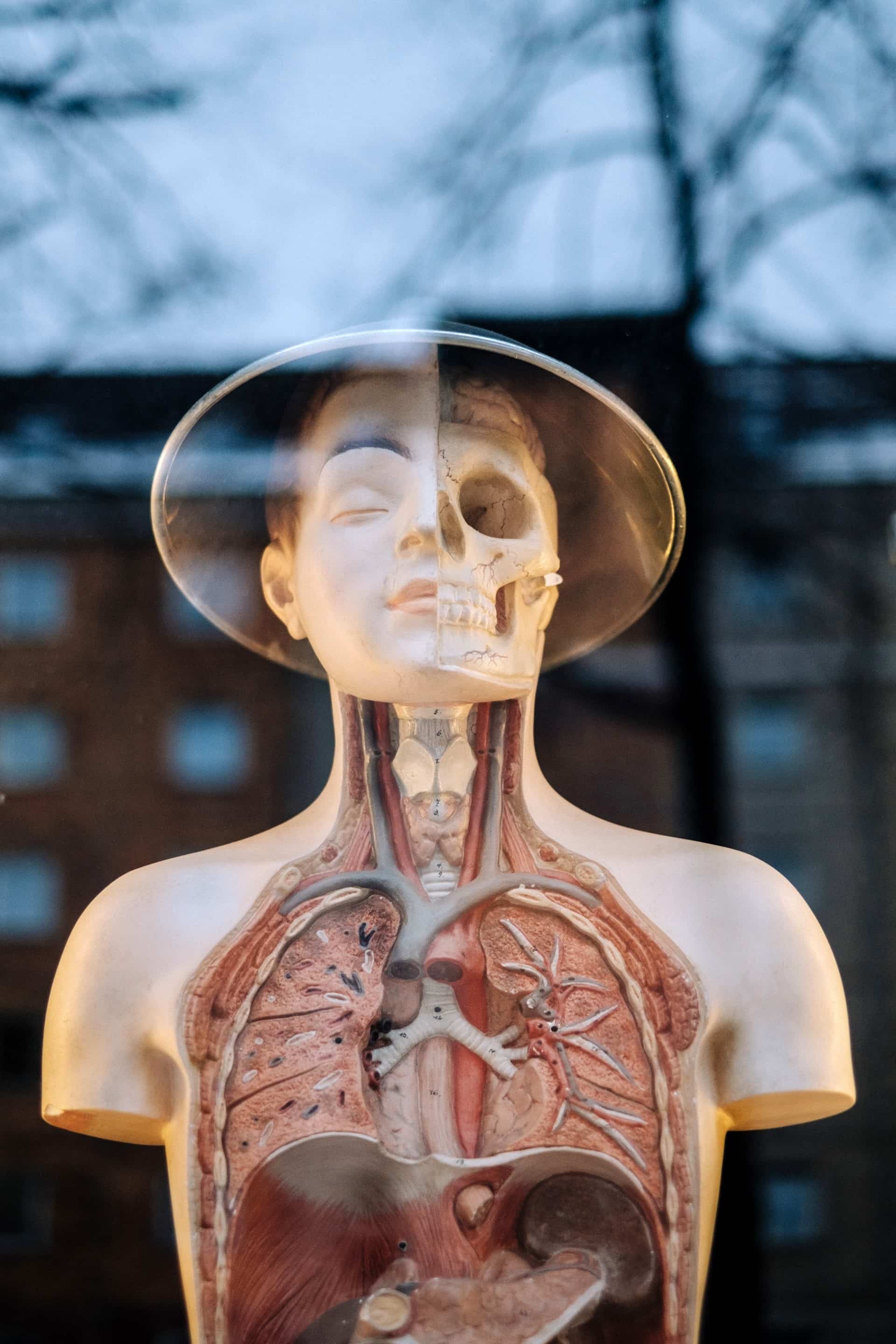 A window display of a head and torso. It has half a skeleton face and half with skin. Torso is displaying organs.