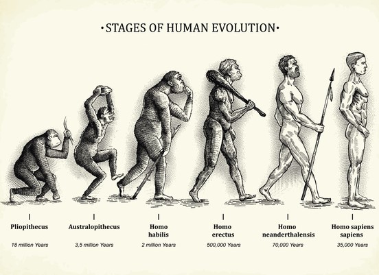 An illustration showing the stages of human evolution from pilopthecus all the way to Homo sapiens.