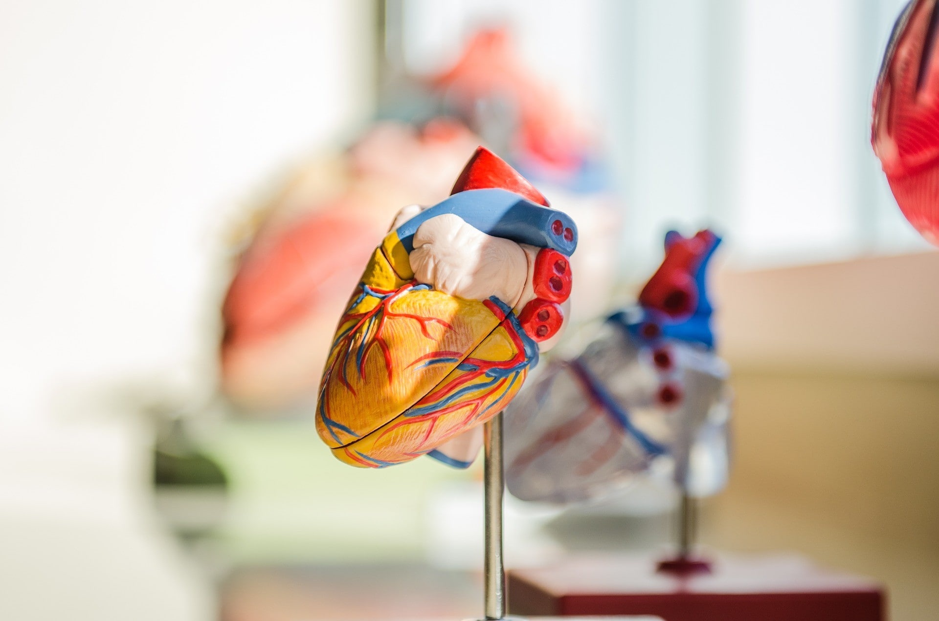 A model of a human heart construction on display at the Community Science Museum.