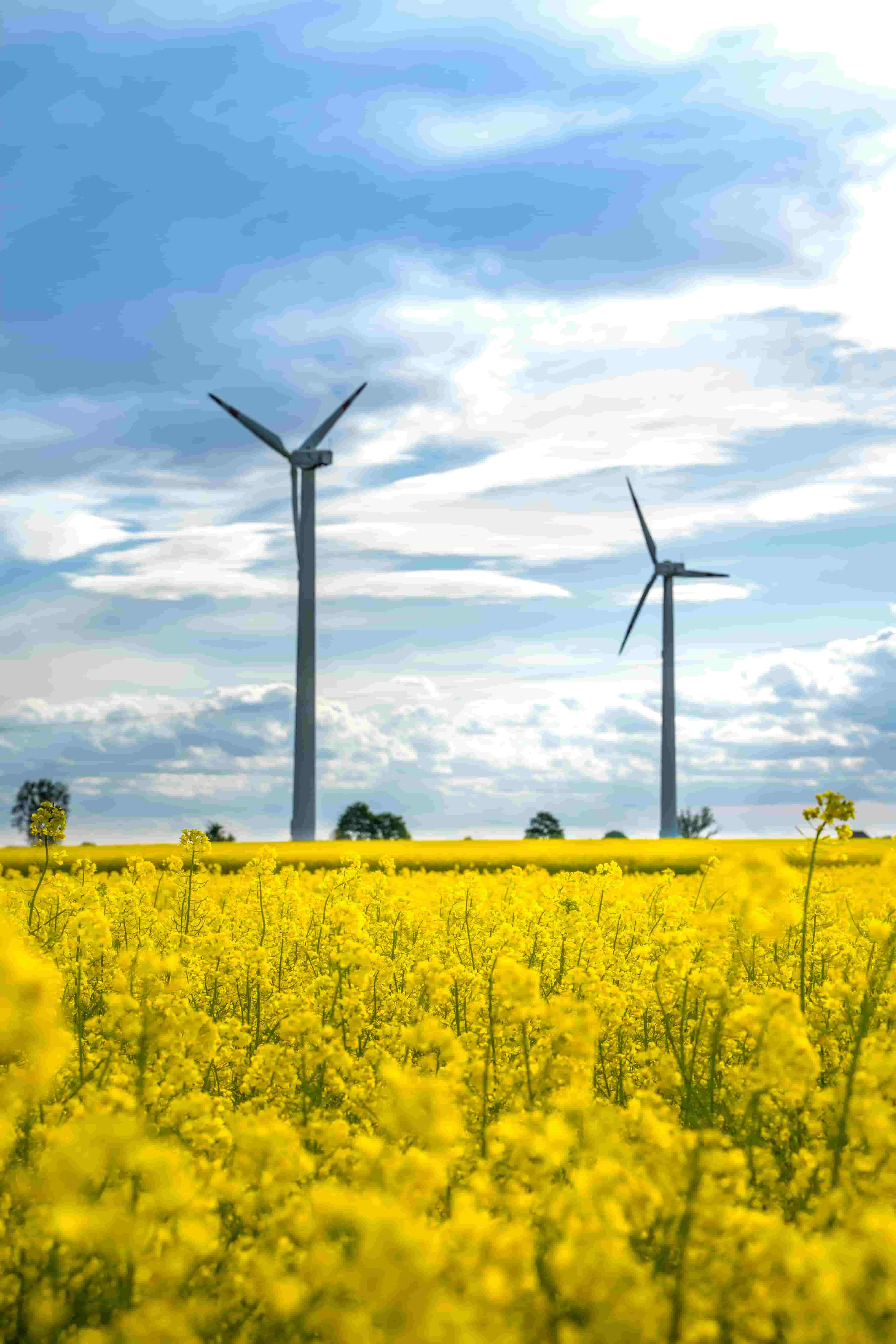 Two wind turbines in a field of rape flowers